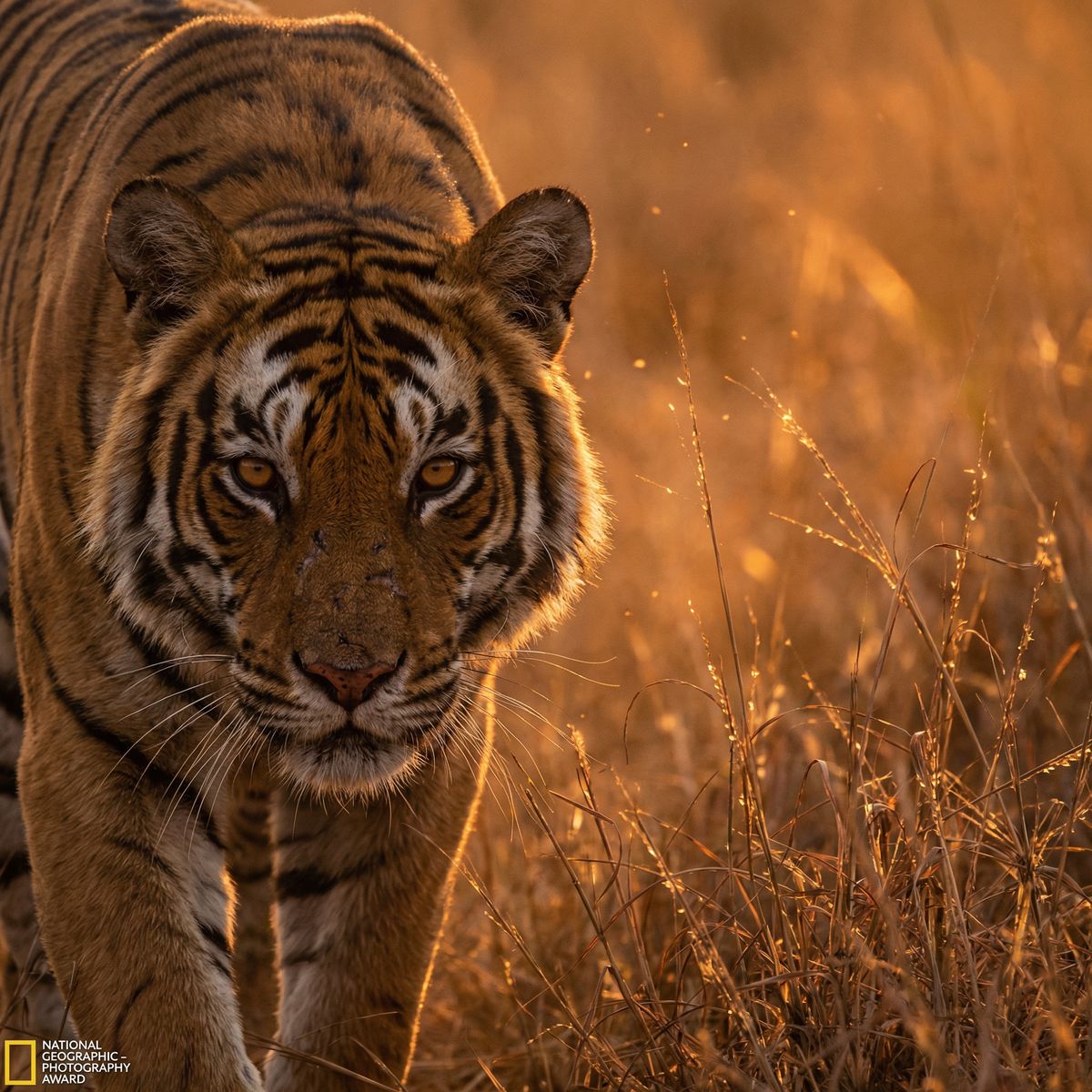 动漫老虎视频 - 丛林之王